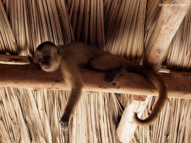 Mono capuchino en Vassouras, junto al río Preguiças