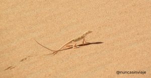 lagarto en el desierto