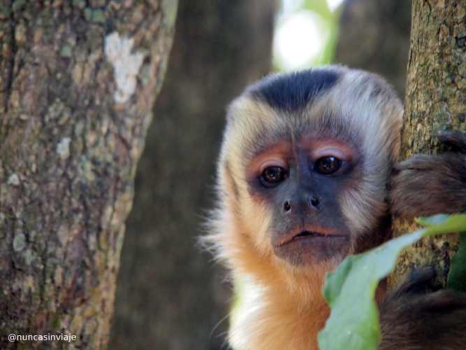 Animales de Brasil: un mono capuchino nos mira sujeto a un árbol