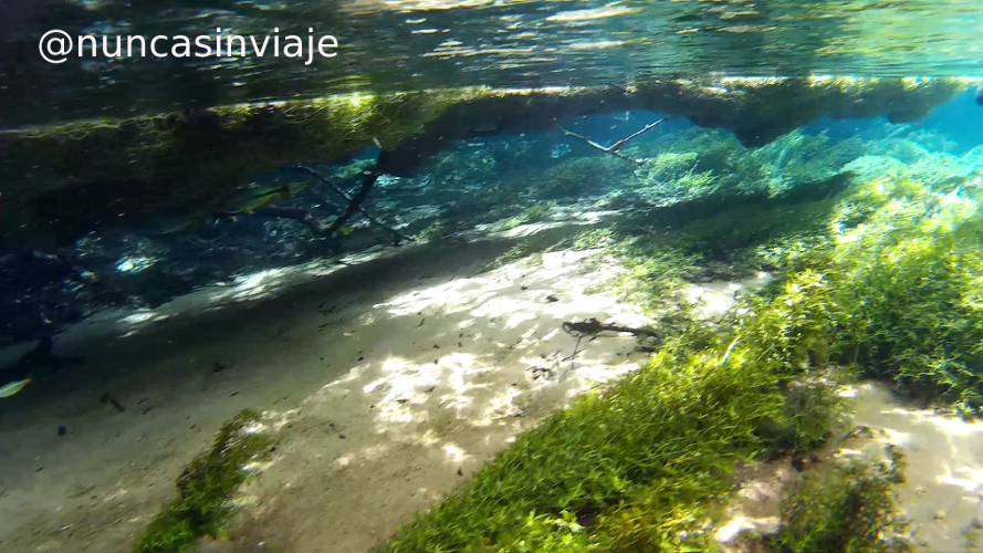 Peces bajo la vegetación en el río Olho d'Água, en el Recanto ecológico Rio da Prata