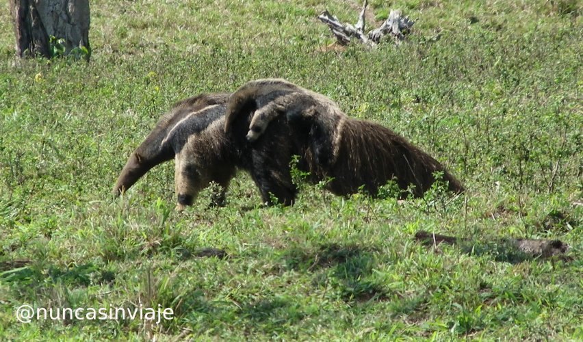 Hembra de oso hormiguero gigante con una cría sobre el lomo