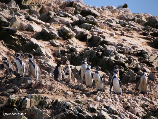 Pingüinos de Humboldt en islas Ballestas