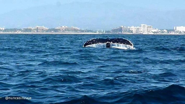 ballena yubarta 2