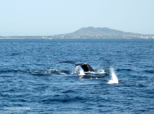 ballenas yubartas 1