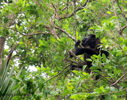 Mono aullador en México