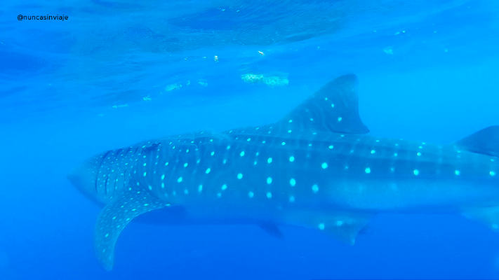 Un tiburón en Isla Mujeres