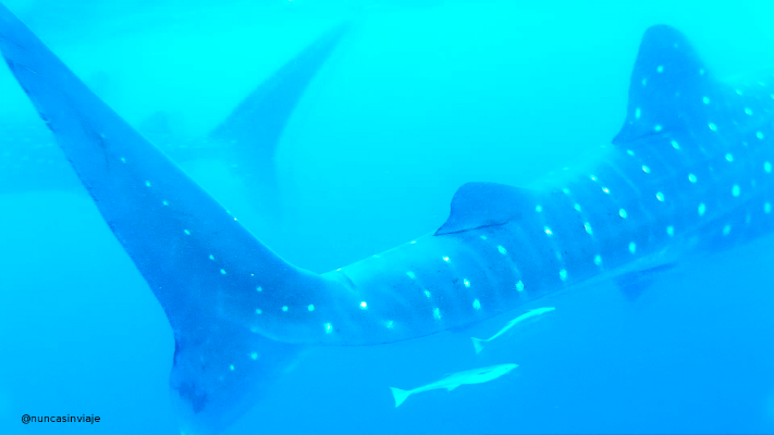 tiburones ballena cerca de Isla Contoy