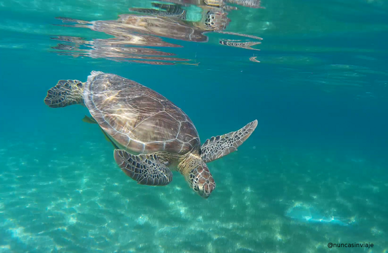 Una tortuga verde y su reflejo en la superficie del agua