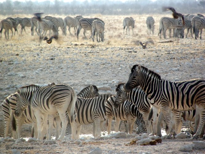 Animales de Namibia concentrados junto a una charca
