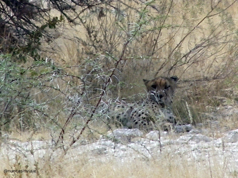 guepardo en África