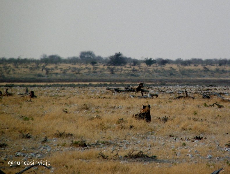 Una hiena en la distancia