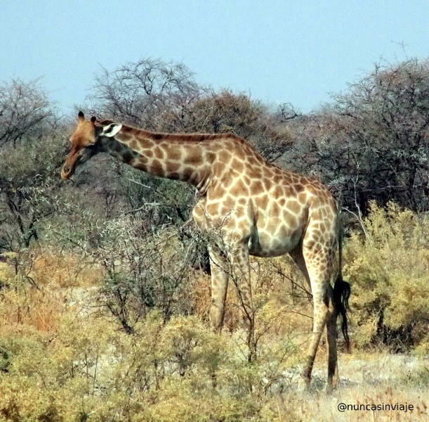 jirafa en Etosha