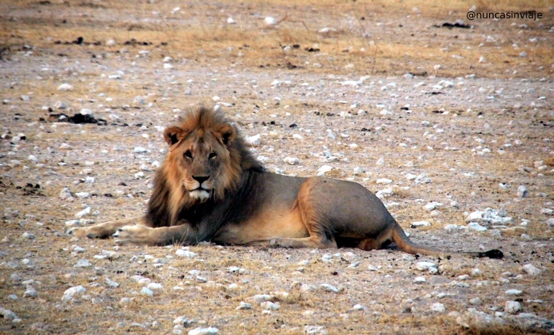 Un león macho en el Parque Nacional Etosha, en Namibia
