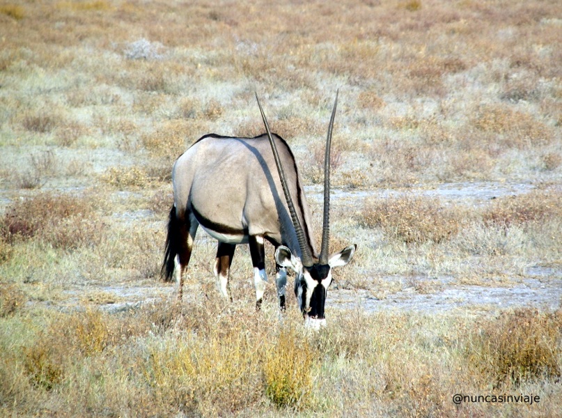 Oryx, animal símbolo de Namibia