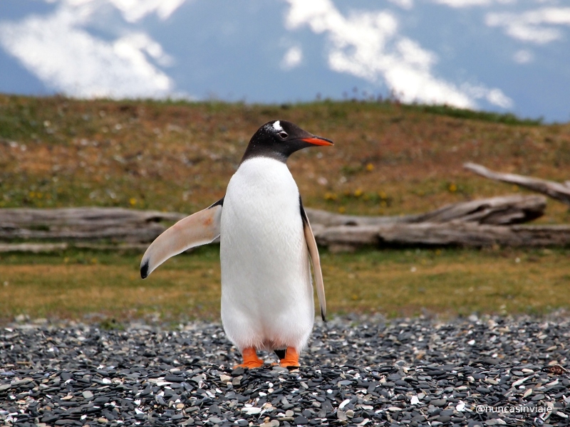 pingüino papúa o gentú en isla Martillo