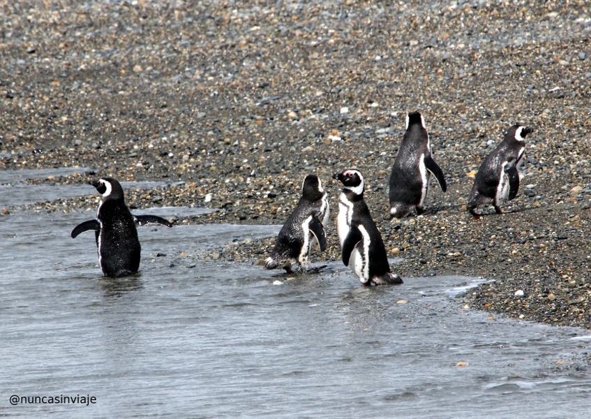 pingüinos de magallanes en isla Martillo