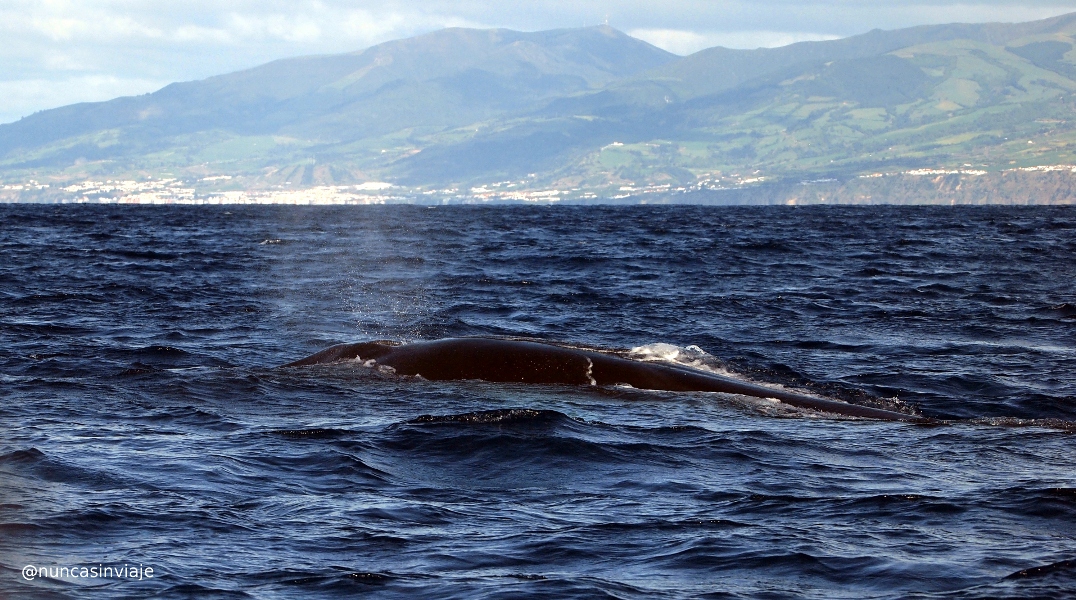 Ballena común en Azores