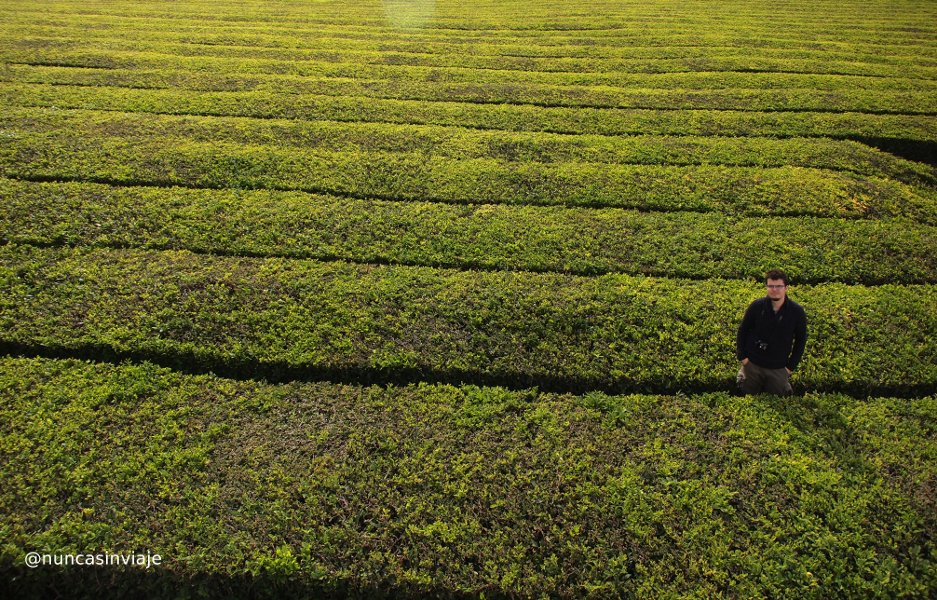 Plantaciones de té en las Azores