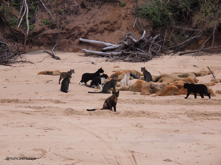 Playa de los gatos en Natal