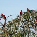 Guacamayos rojos posados sobre un árbol en el Buraco das Araras