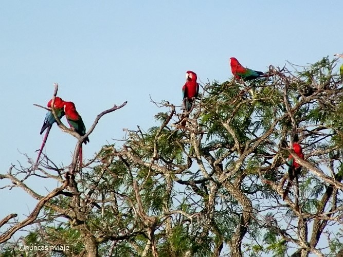 Guacamayos rojos posados sobre un árbol en el Buraco das Araras