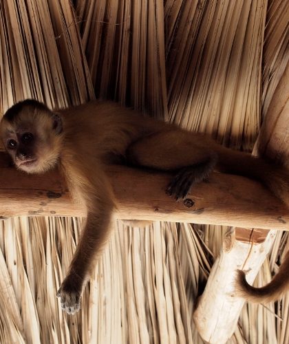 Macaco prego Mono capuchino