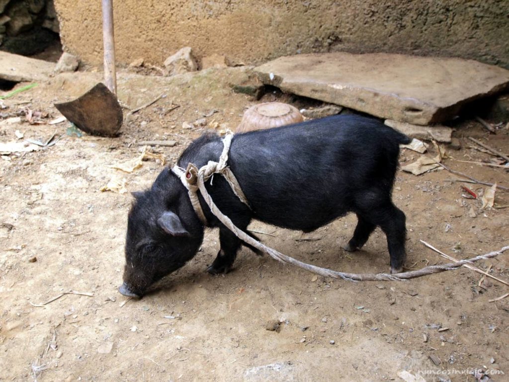 Cerdos vietnamitas en Sapa, Vietnam