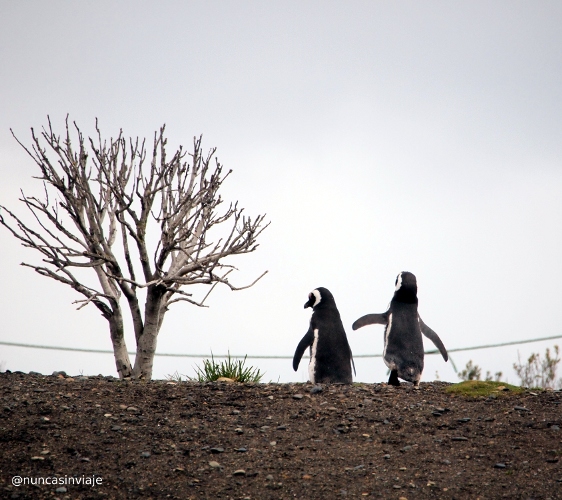pareja de pingüinos de magallanes