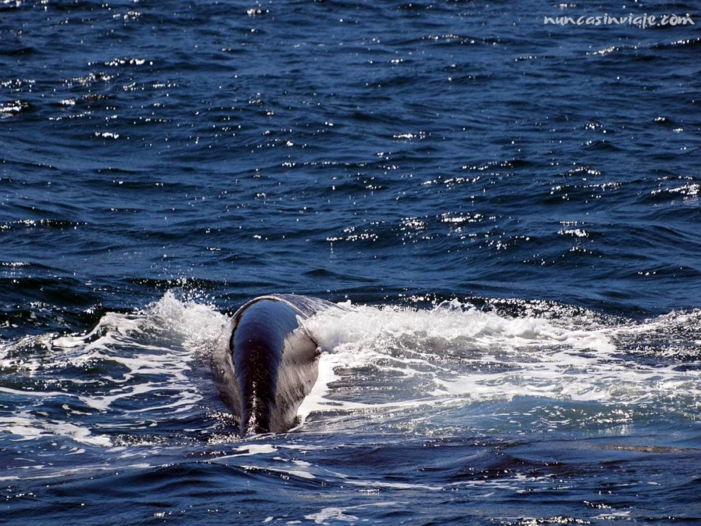 Una ballena franca austral
