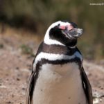 Pingüino en Península Valdés