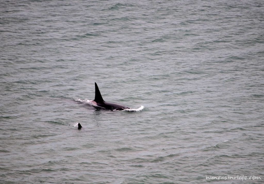 Ver orcas en Punta Ninfas