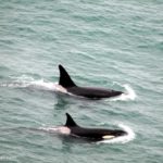 Orcas en Punta Ninfas