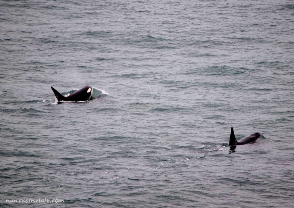 Un par de orcas nadando