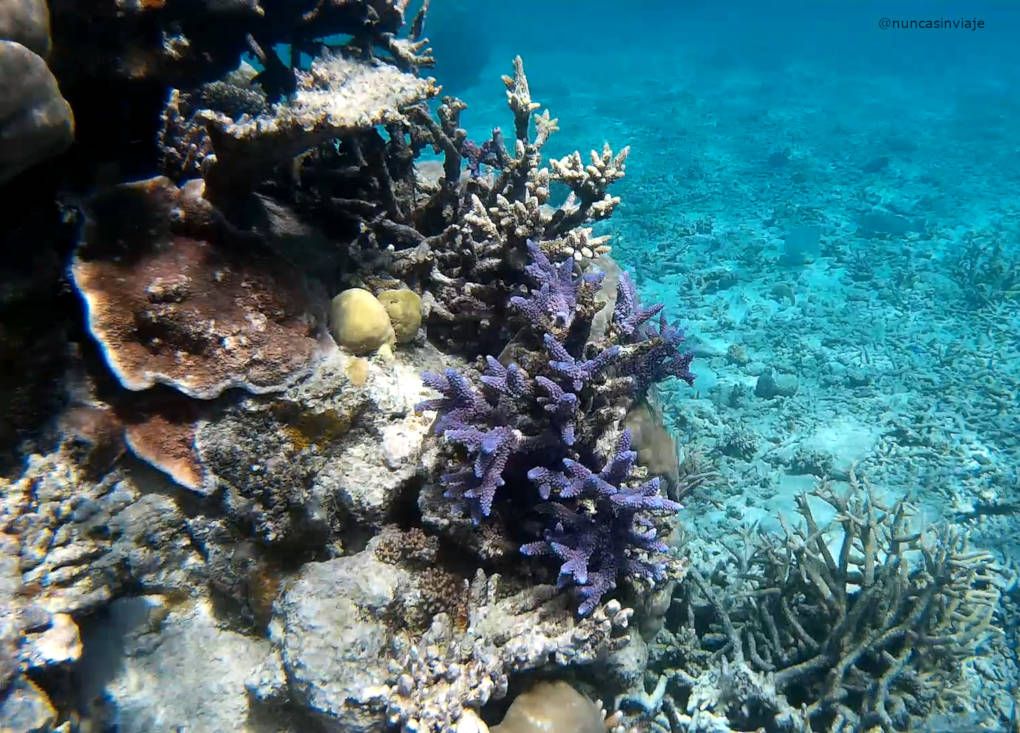 Arrecife de coral en Port Douglas