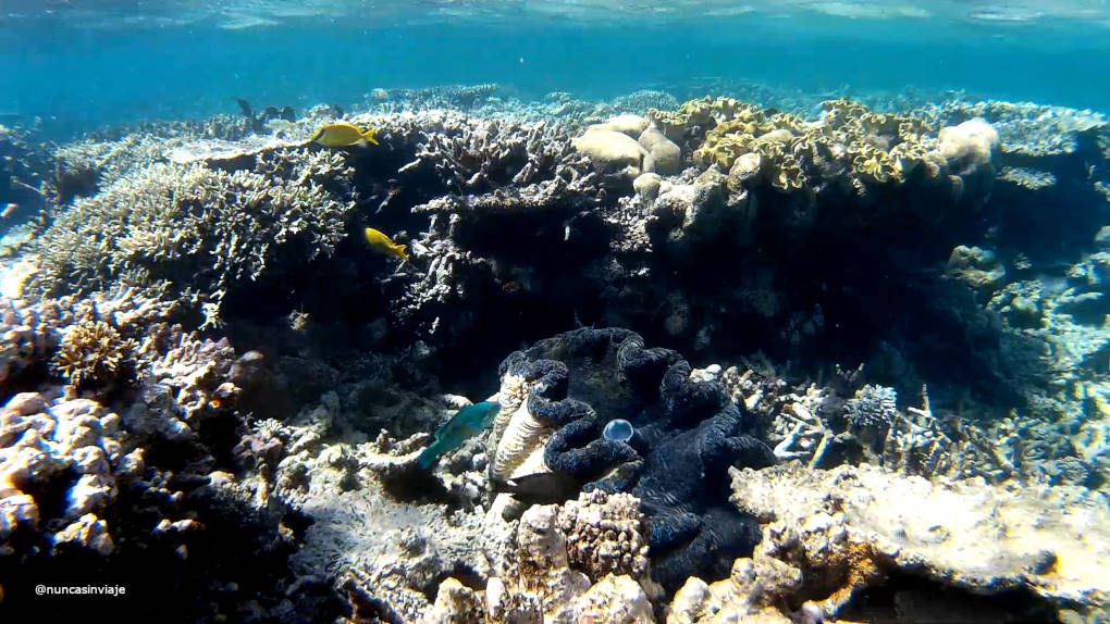 Gran barrera de coral desde Cairns: pez loro y almeja gigante