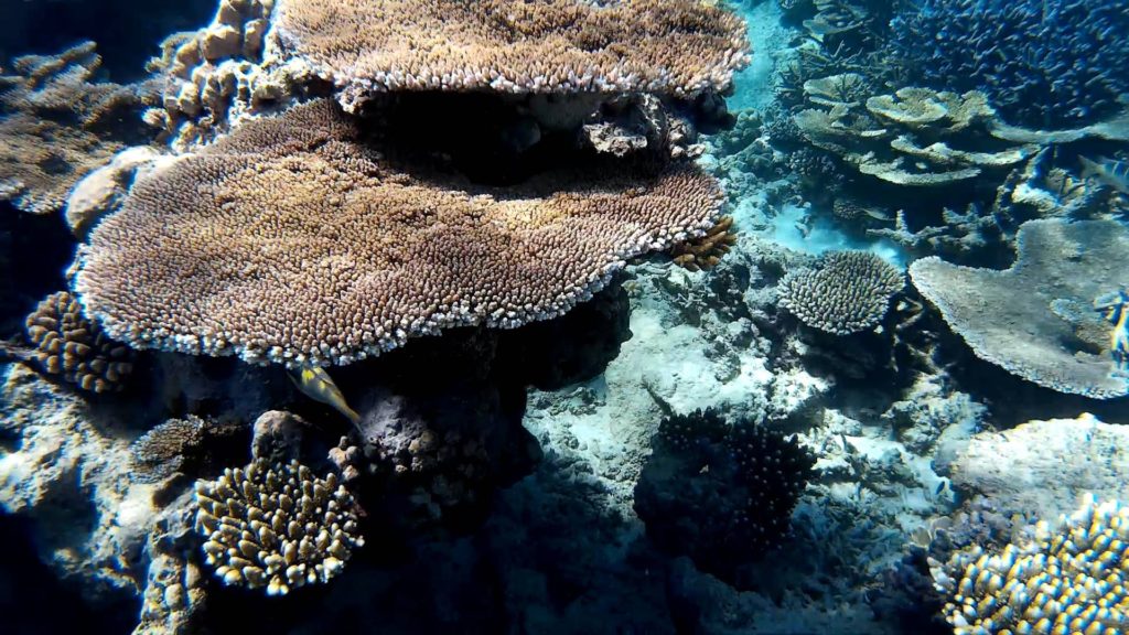 Gran barrera coral Australia