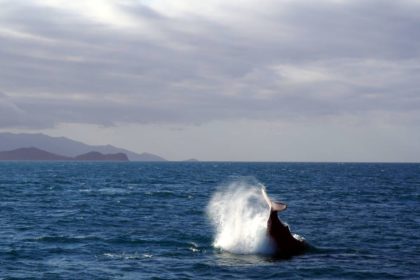 Una ballena da un aletazo en el agua