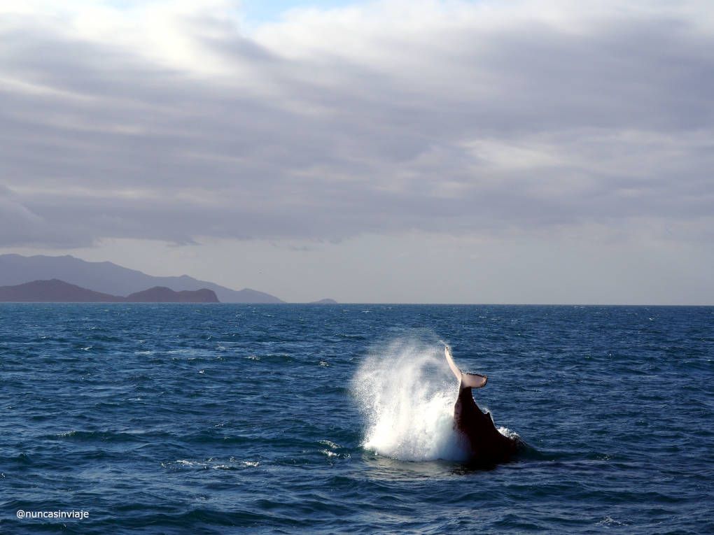 Una ballena da un aletazo en el agua