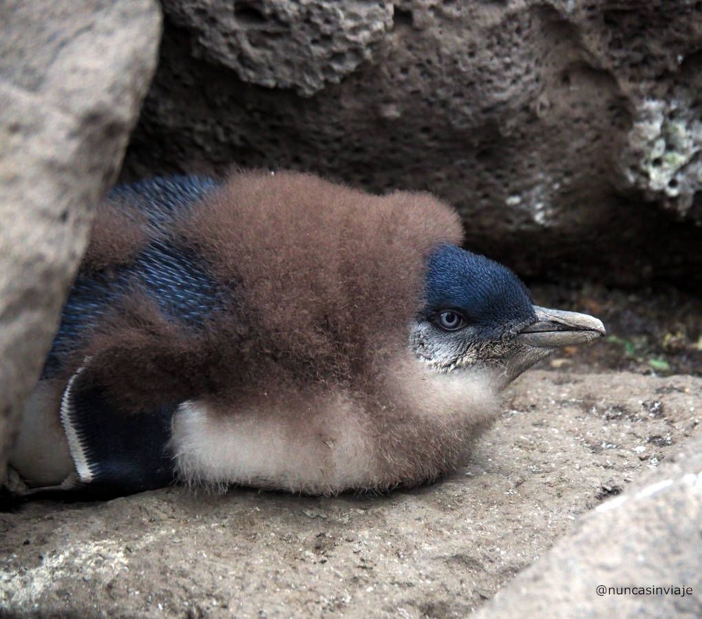Cría de Pingüino en Melbourne