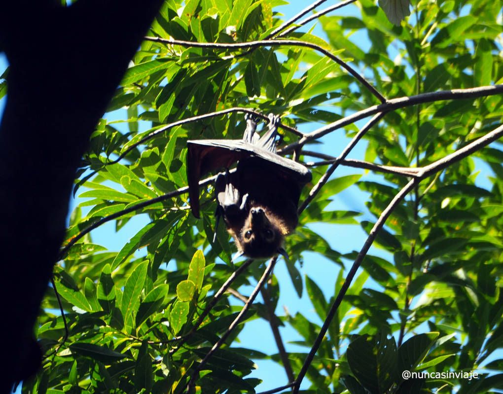 Zorro volador en el bosque de Daintree, en Australia