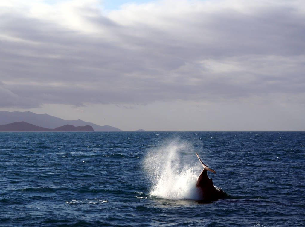 Una ballena jorobada en la costa de Australia