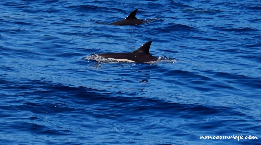 Dos delfines comunes