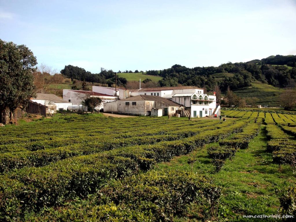 Plantaciones de té de Sao Miguel