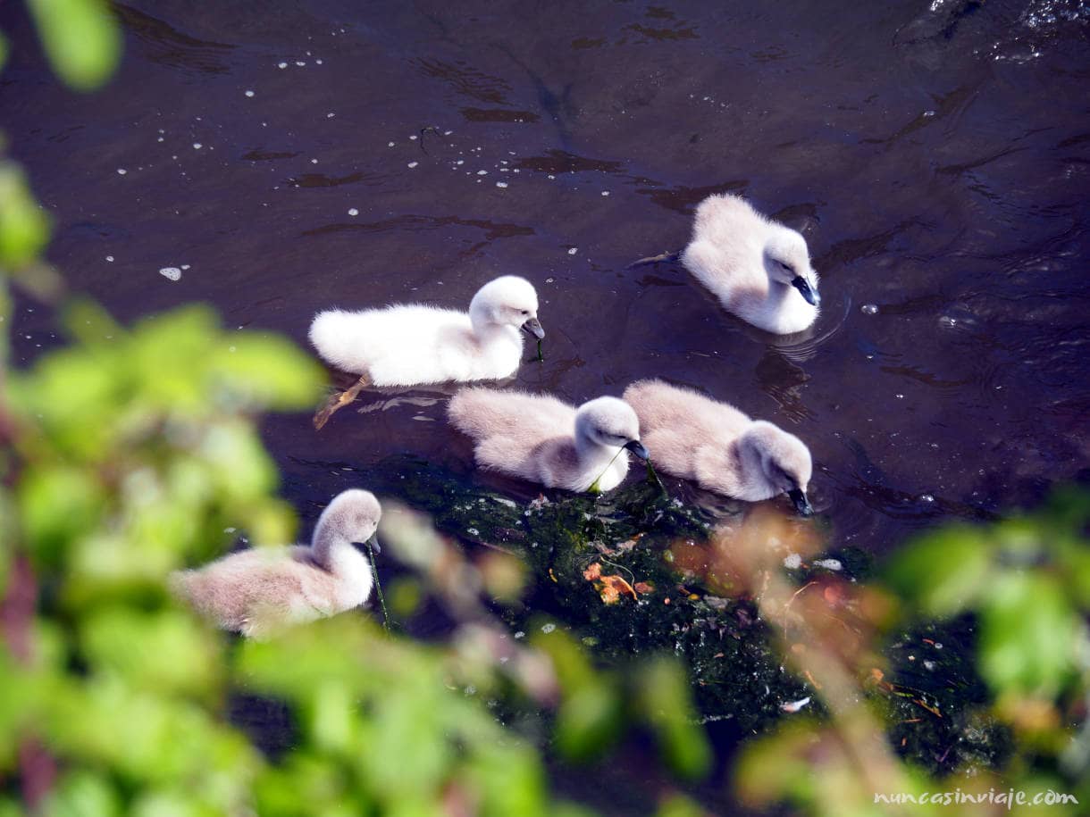 Cisnes en Redondela