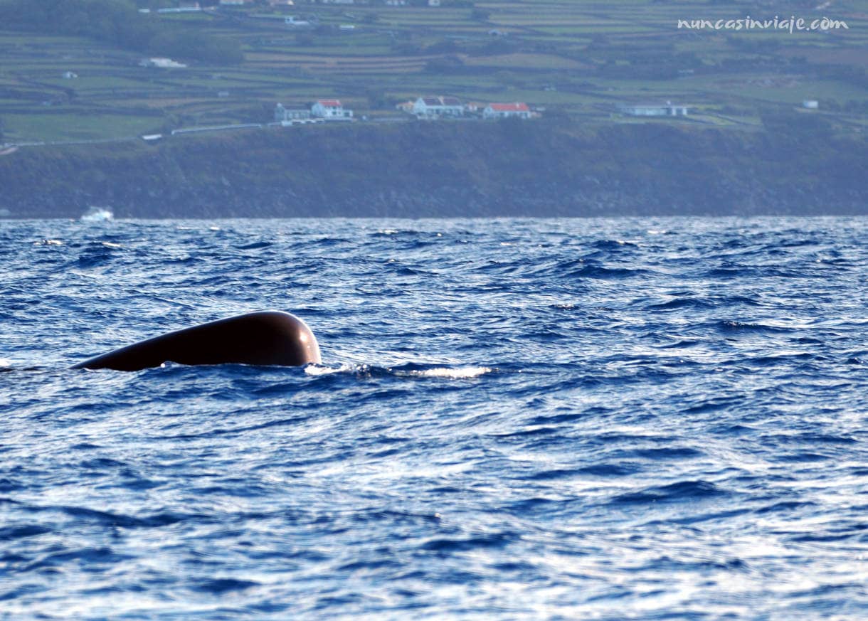 Un cachalote en aguas de Terceira