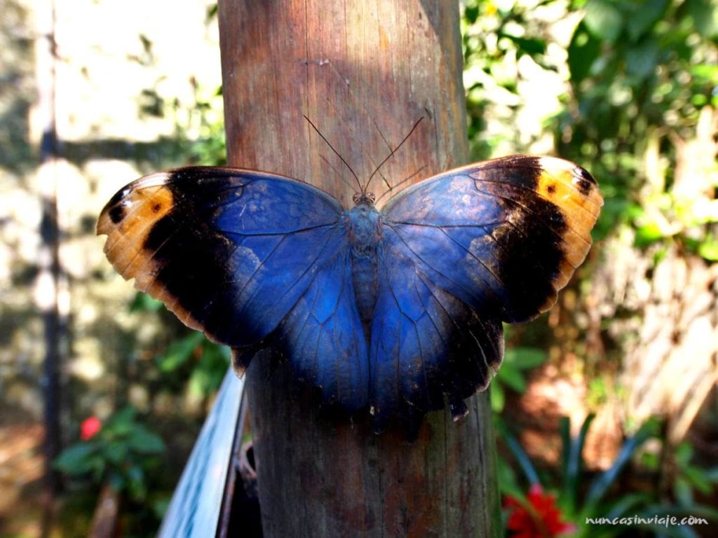 Una mariposa brasileña