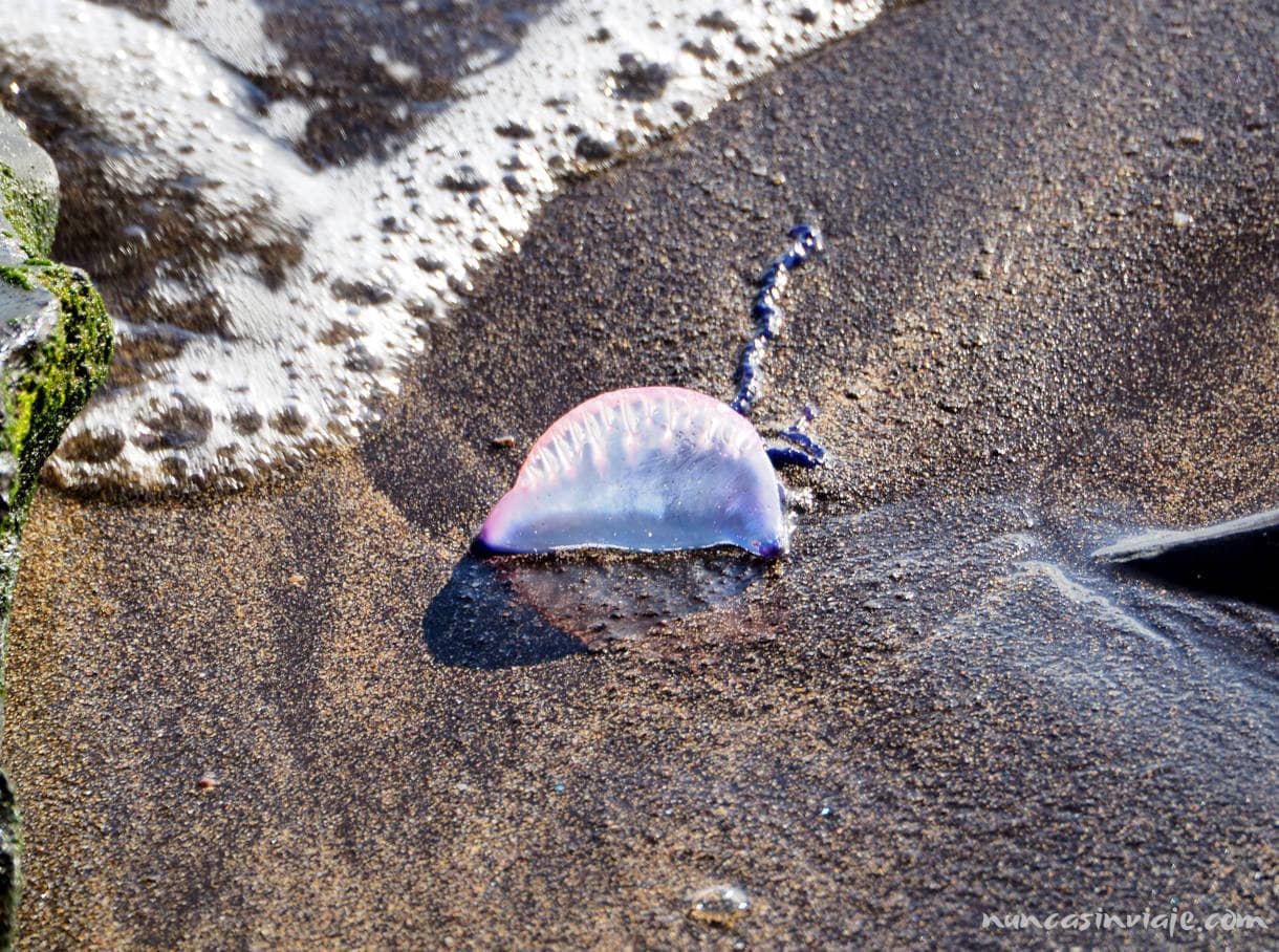 Carabela portuguesa en una playa de Faial
