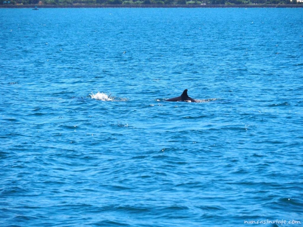 Delfines junto a la isla de Tambo