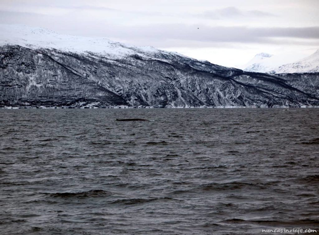 Una ballena común navega por aguas de los fiordos árticos