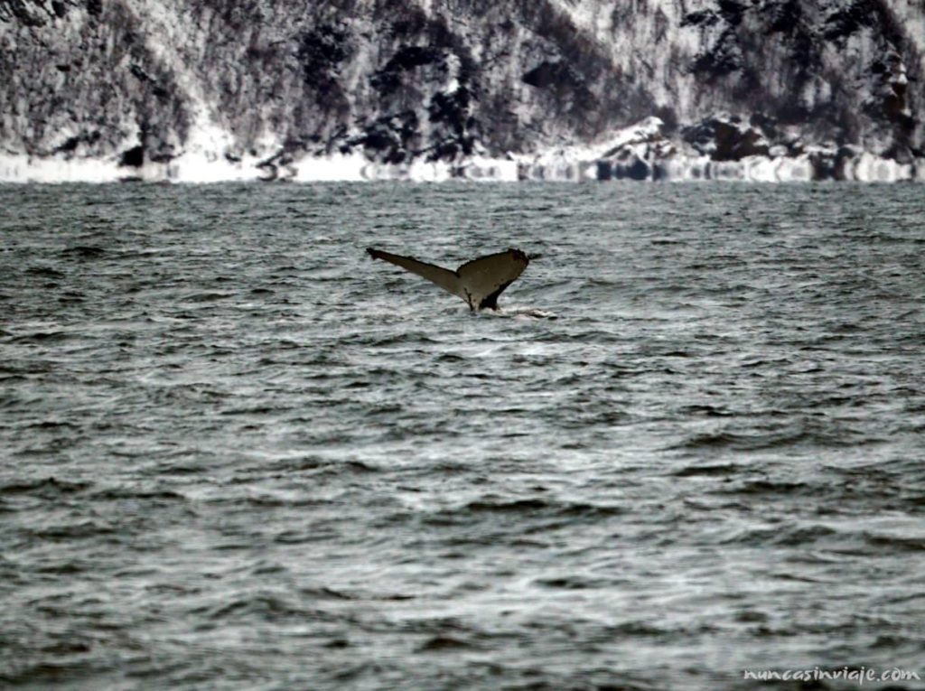 Una aleta de una ballena jorobada que se sumerge frente a un paisaje nevado en Noruega